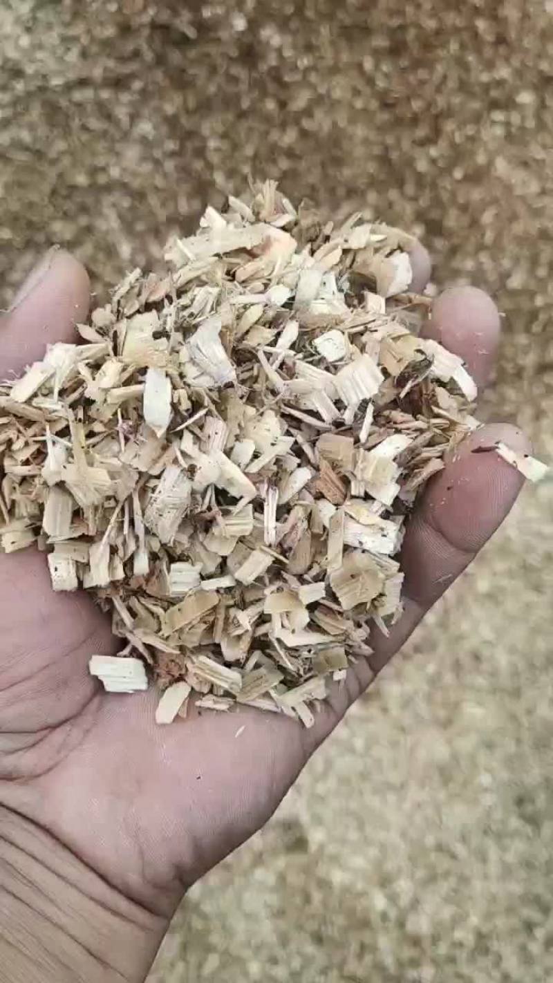 大球盖菇原料