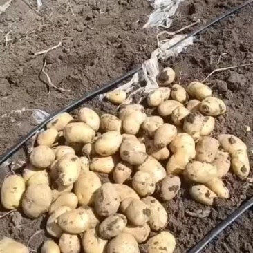 土豆