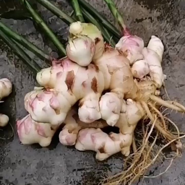 生姜