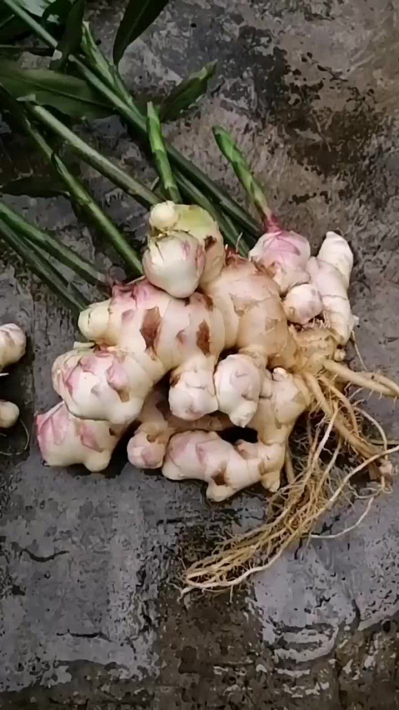 生姜