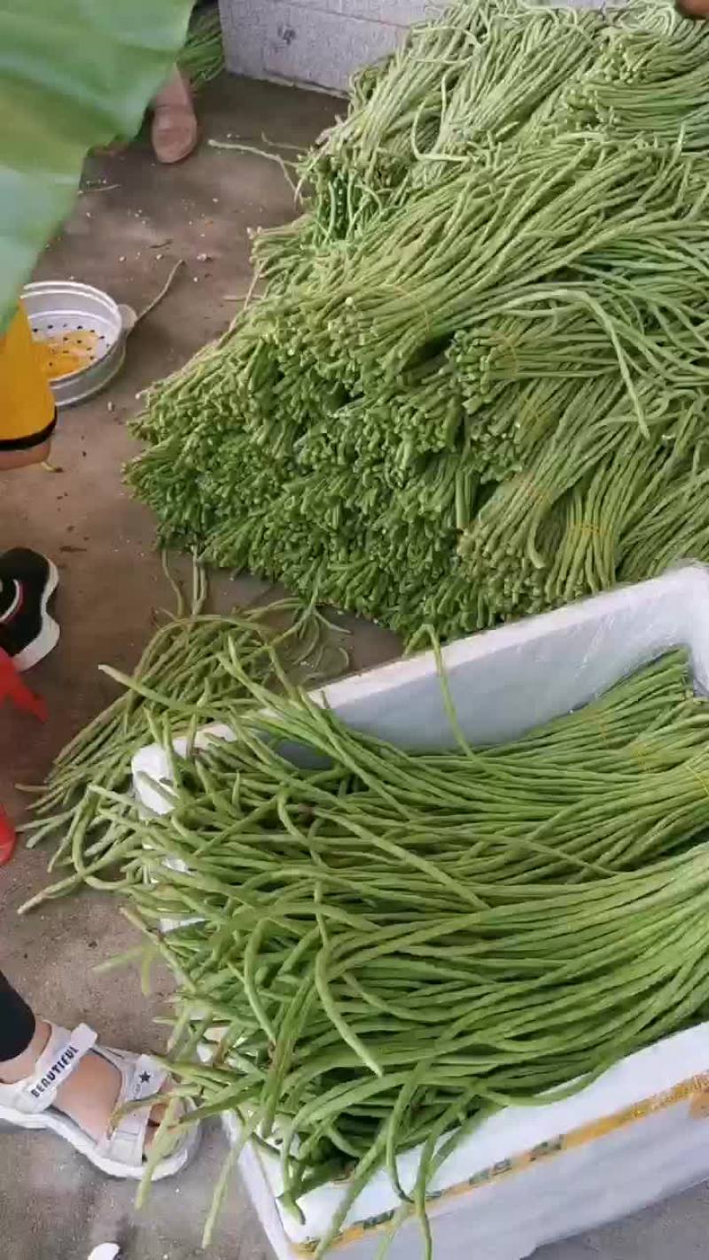 广东茂名豆角长豆角油清