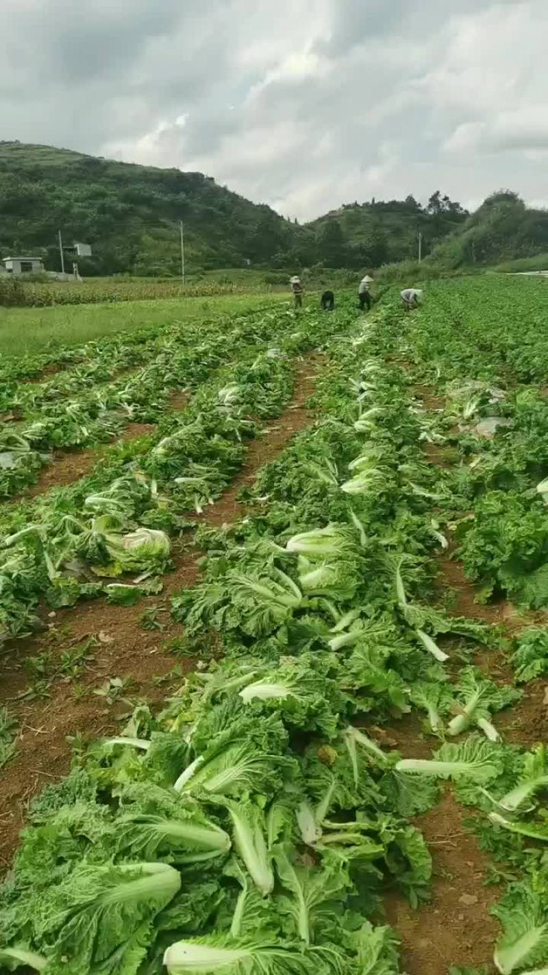 麻叶菜