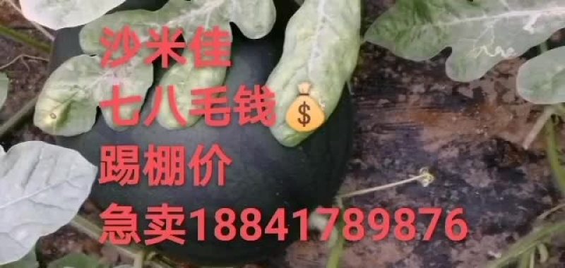 盖县沙米佳西瓜大量上市，专业代办代发一手货源