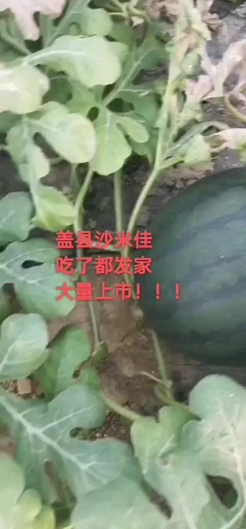 盖县沙米佳西瓜大量上市，专业代办代发一手货源