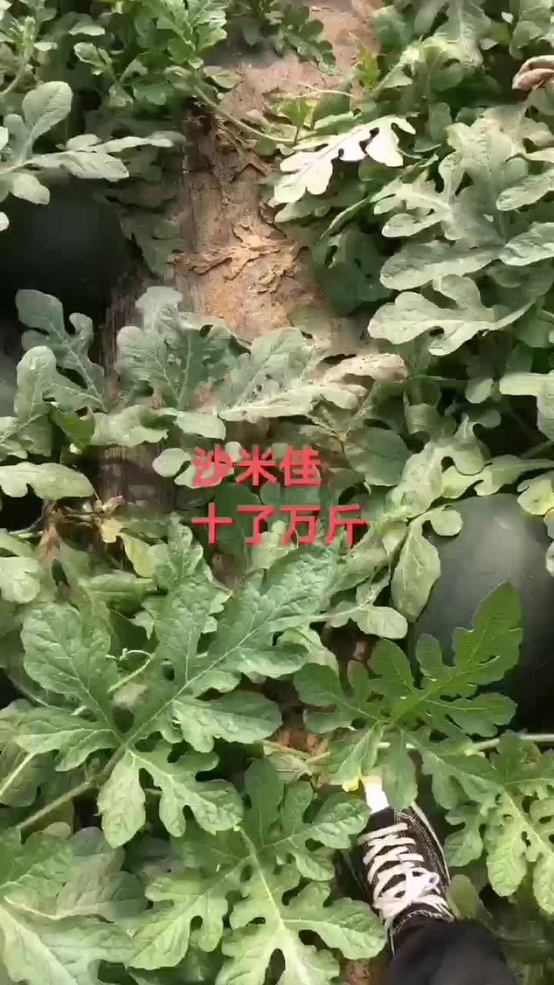 盖县沙米佳西瓜大量上市，专业代办代发一手货源