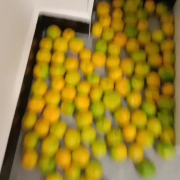 汉中早熟蜜橘已经上市金黄色