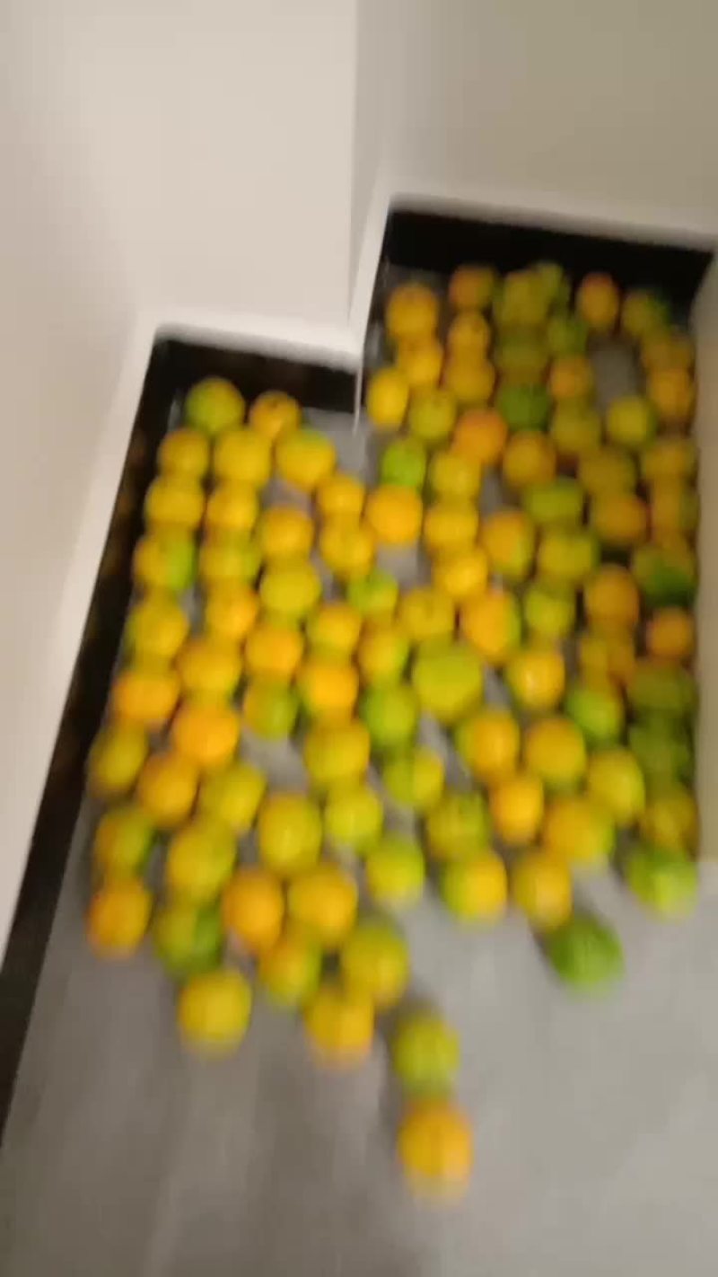 汉中早熟蜜橘已经上市金黄色