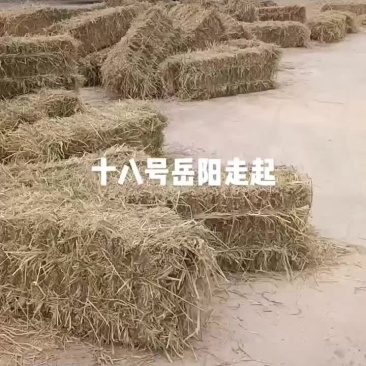 9月18日稻草