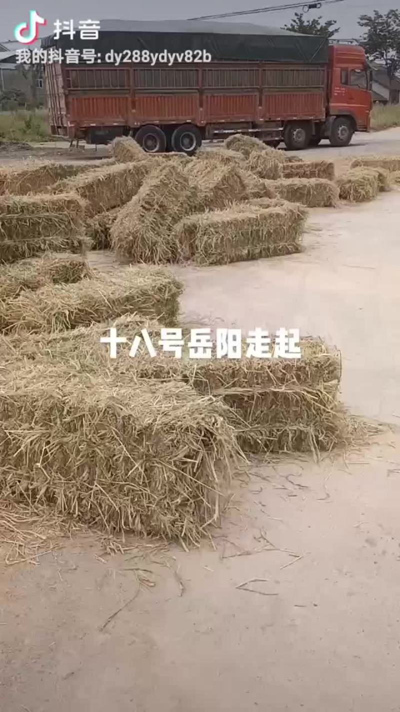 9月18日稻草