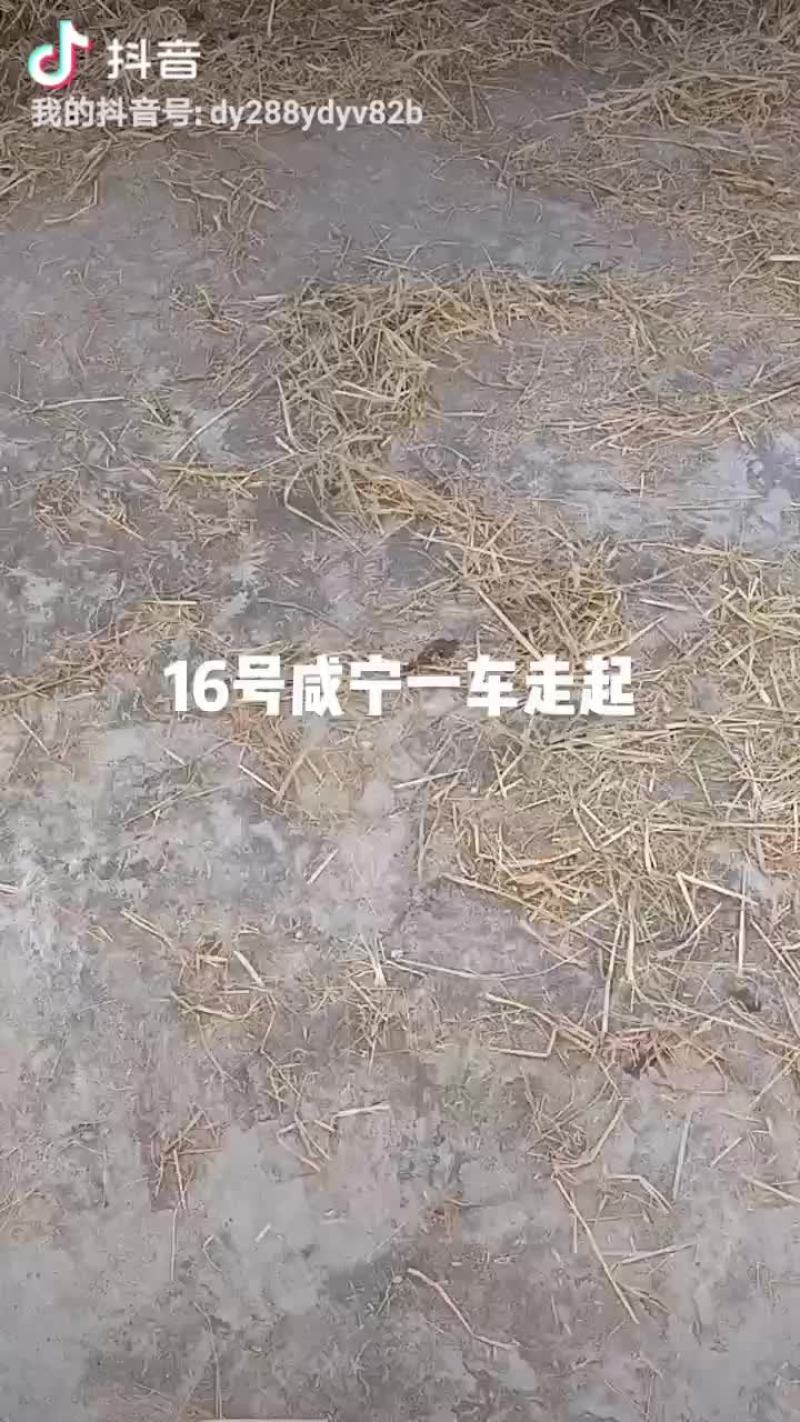 9月18日稻草