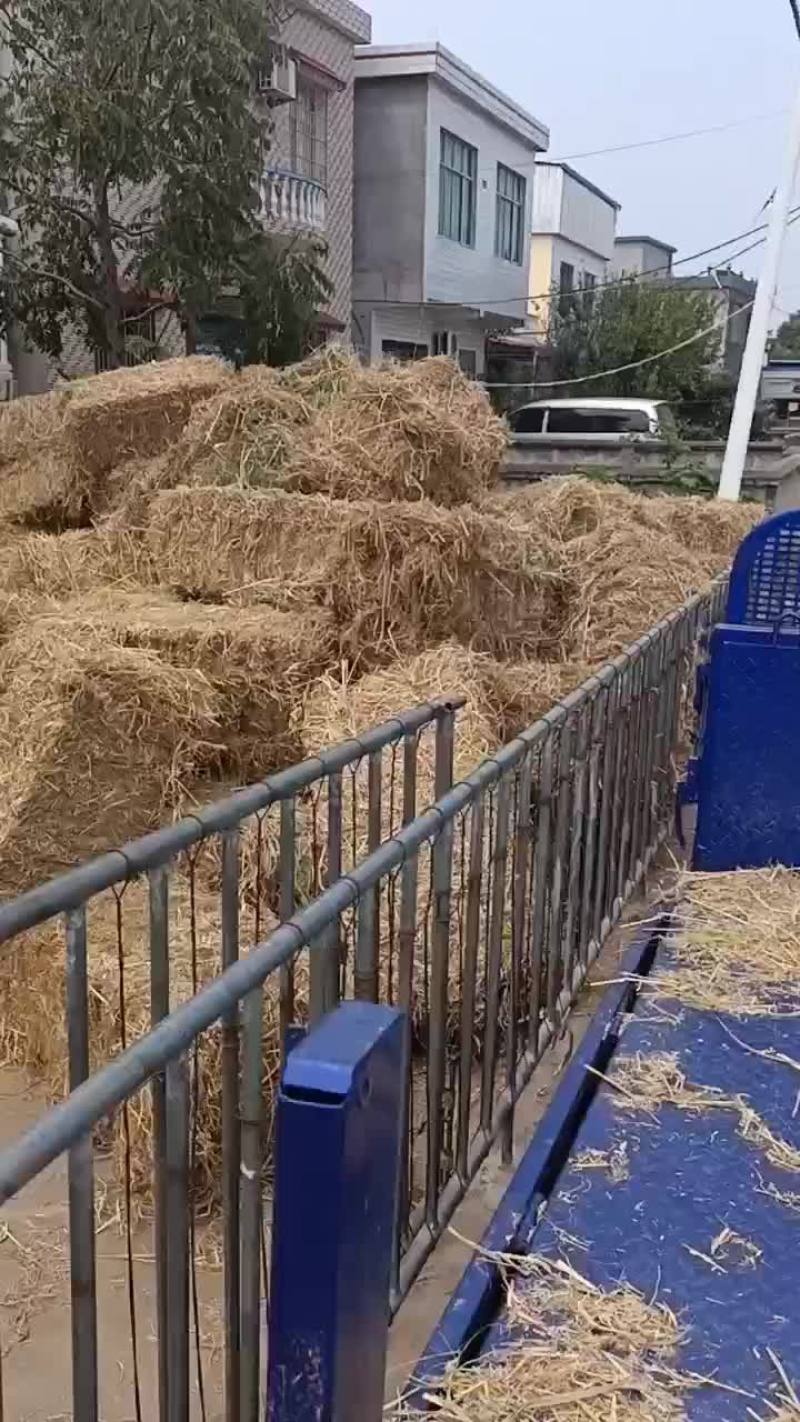 9月18日稻草