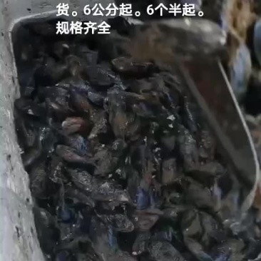 海虹