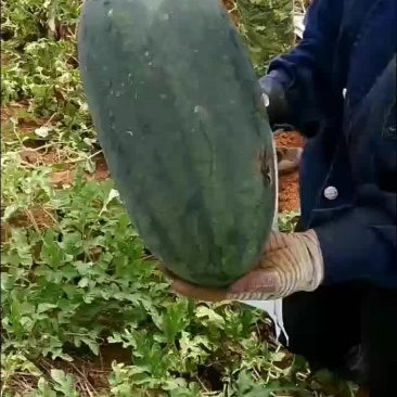 西瓜