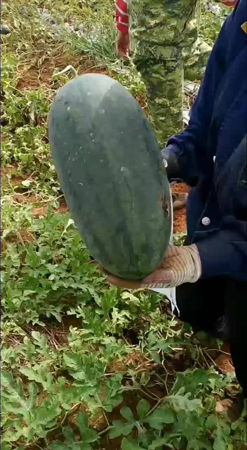 西瓜