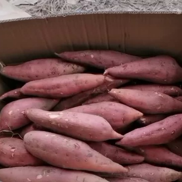 西瓜红蜜薯大量上市啦