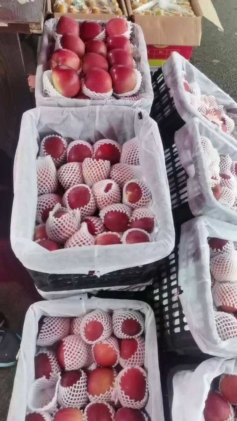 苹果，云南昭通苹果
