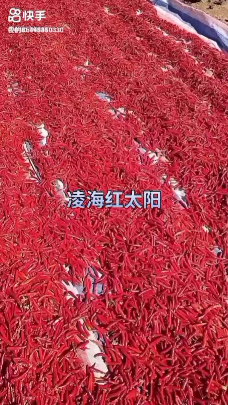 红太阳辣椒