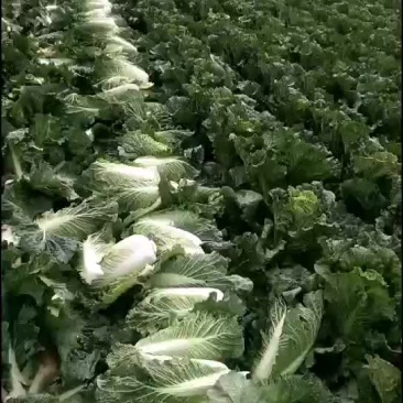 吉林白菜上市中