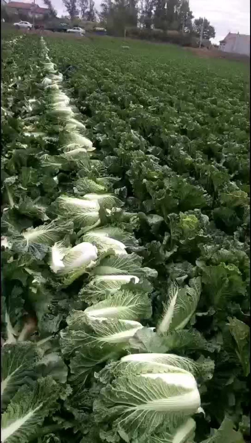 吉林白菜上市中