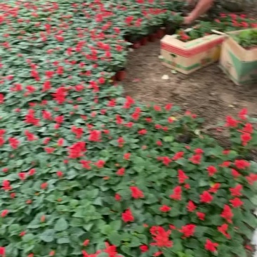 营养杯双色盆一串红山东省青州市黄楼镇花卉苗木基地