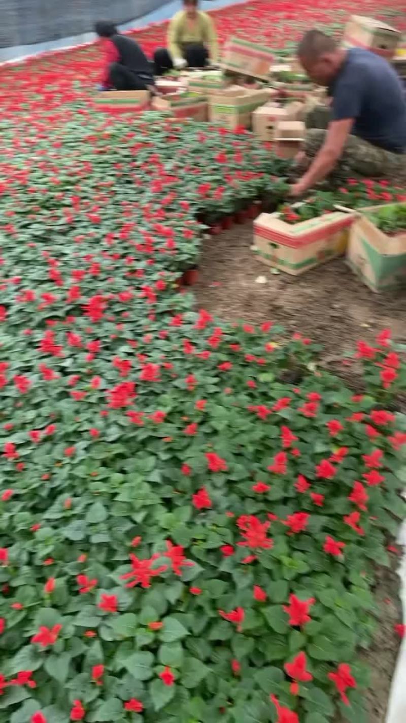 营养杯双色盆一串红山东省青州市黄楼镇花卉苗木基地