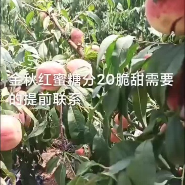 金秋红蜜