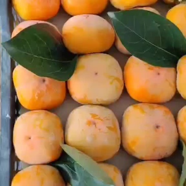 柿子