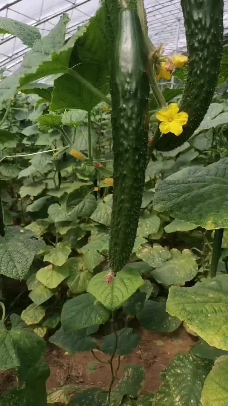 黄瓜下来了，欢迎广大批发商前来采购