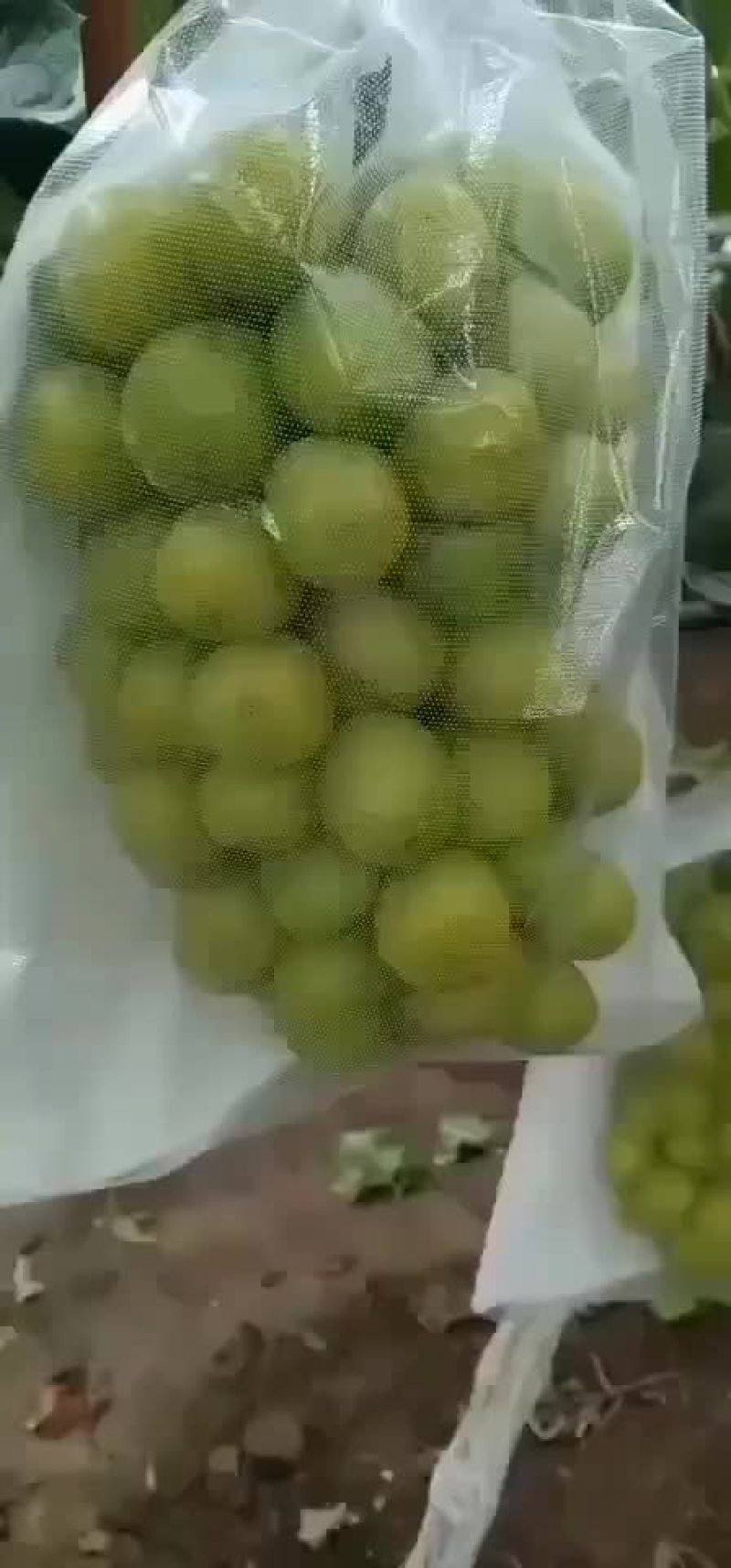 阳光玫瑰
