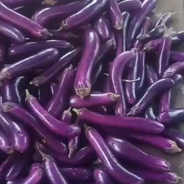 次茄