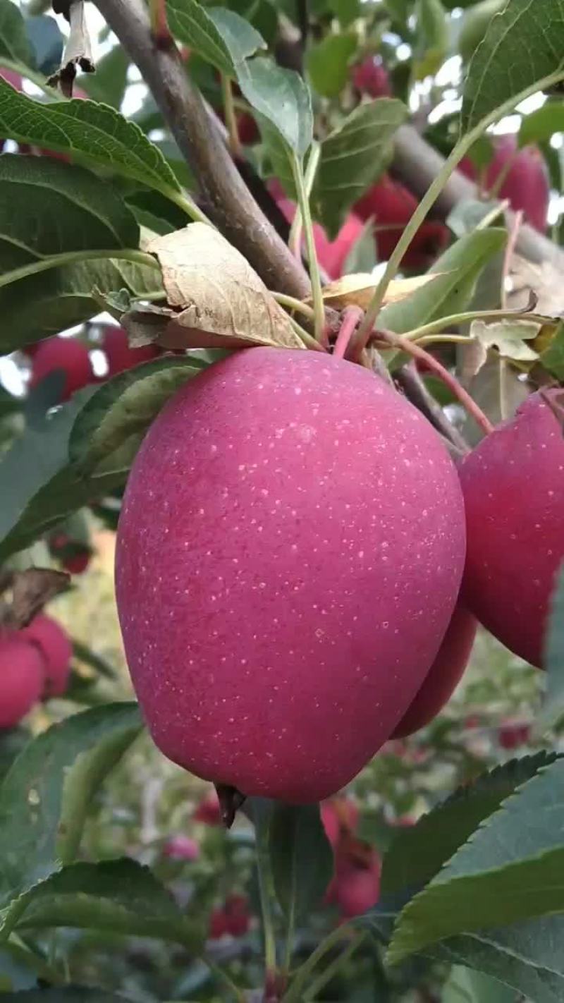 出售鸡心果二万多斤