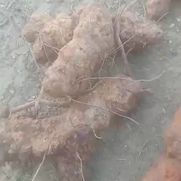 土茯苓