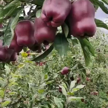 花牛苹果电商外贸苹果产地直销