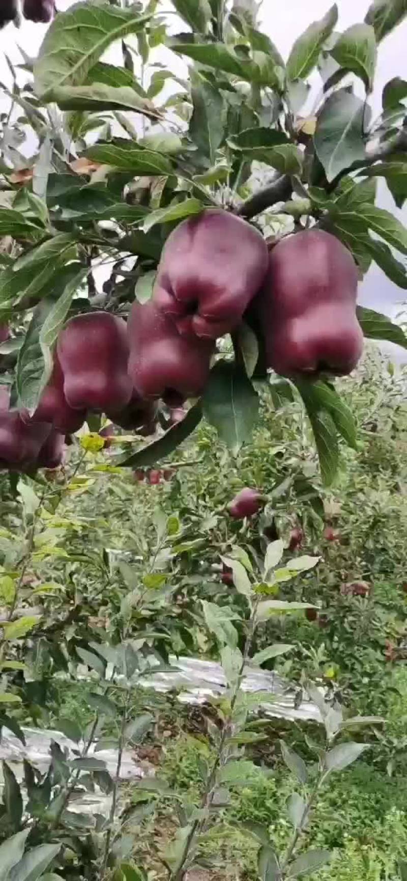 花牛苹果电商外贸苹果产地直销