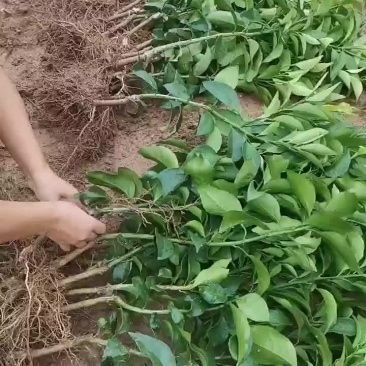 象山区红美人柑橘苗