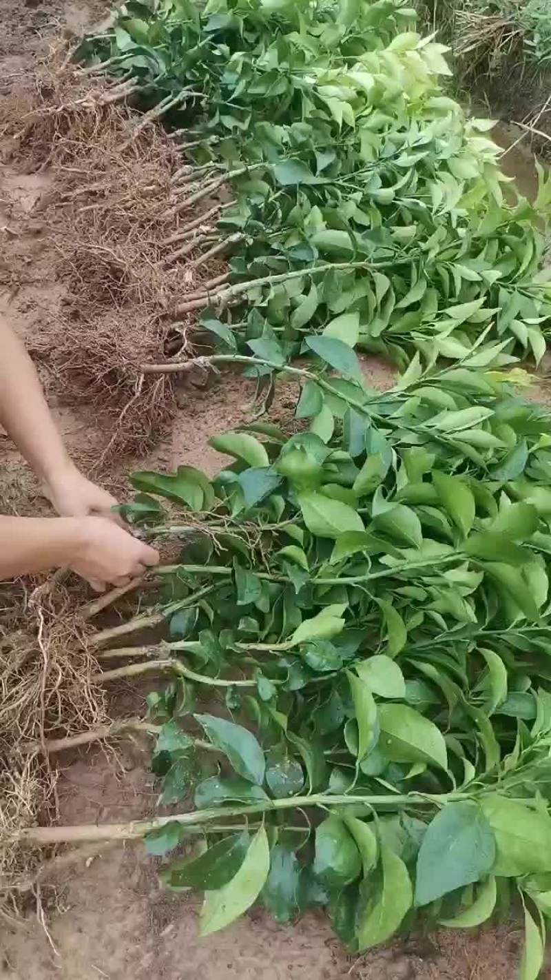 象山区红美人柑橘苗