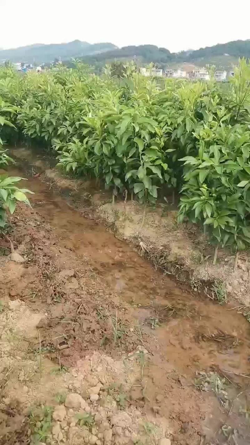 象山区红美人柑橘苗
