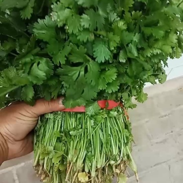 香菜上市
