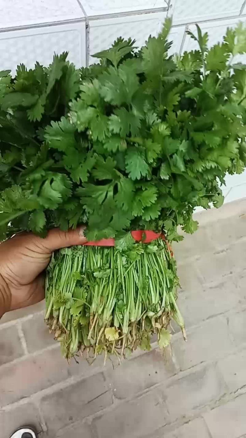 香菜上市