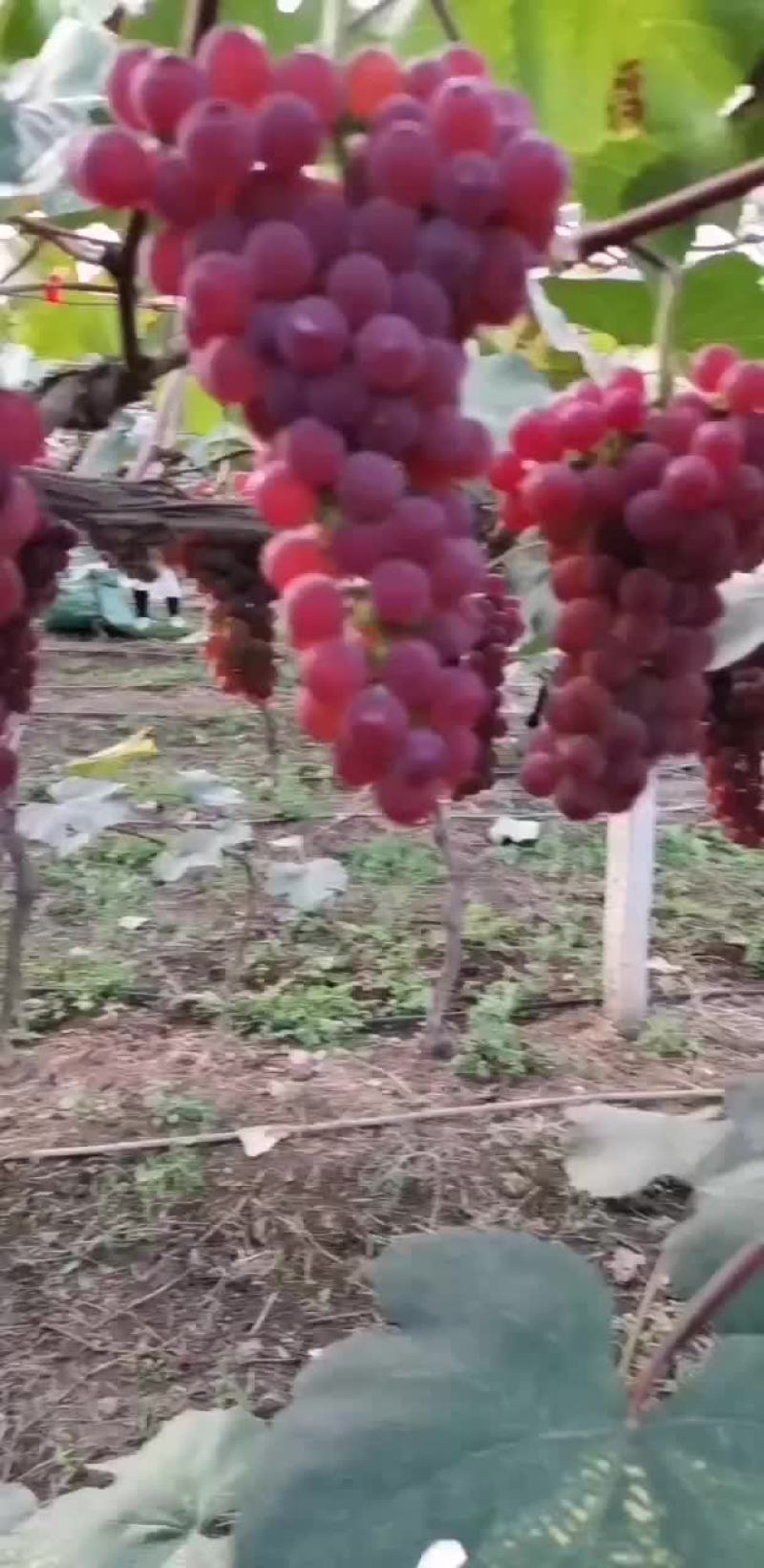 红玫瑰葡萄