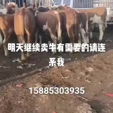 西门塔耳牛