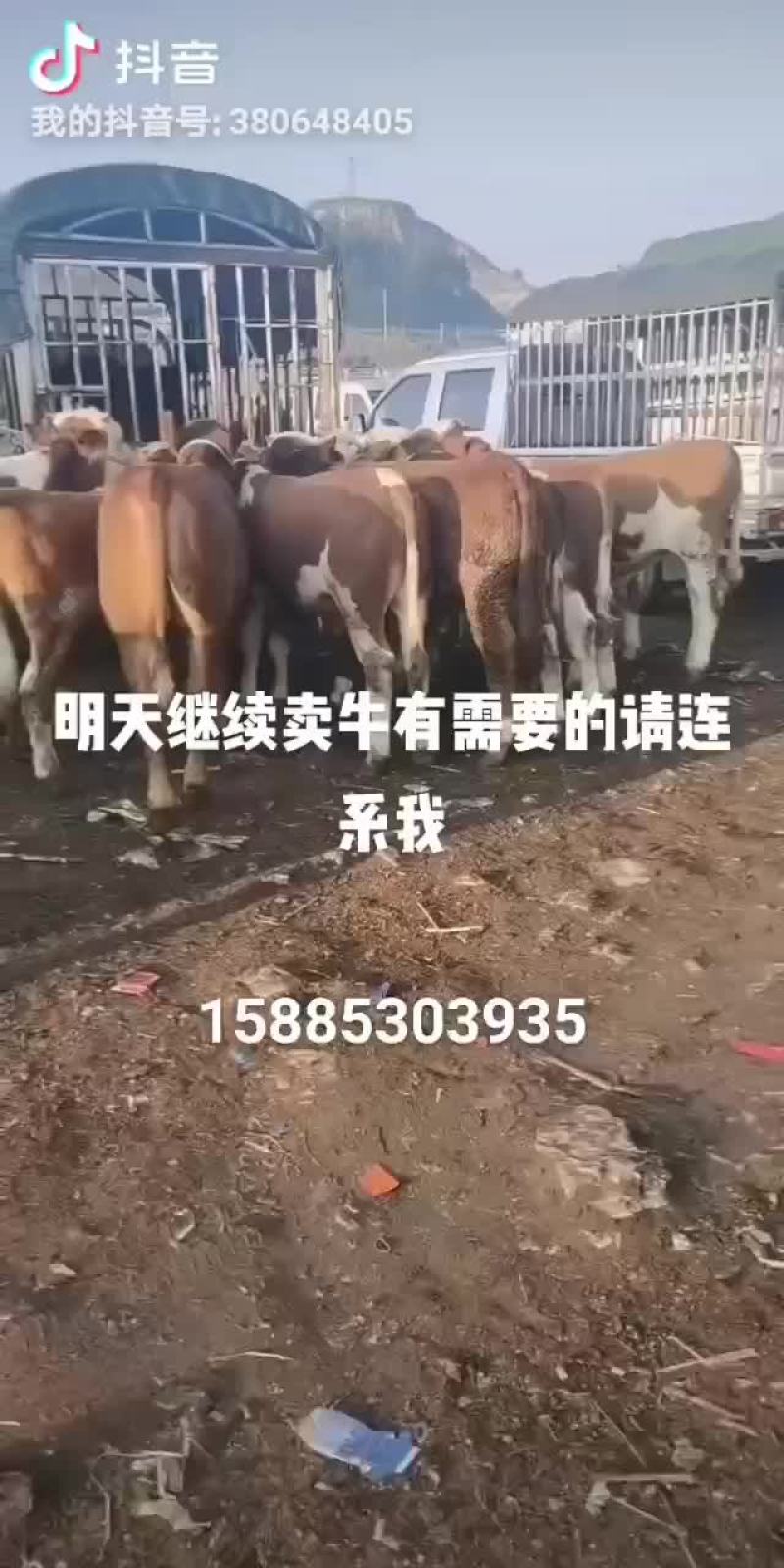 西门塔耳牛
