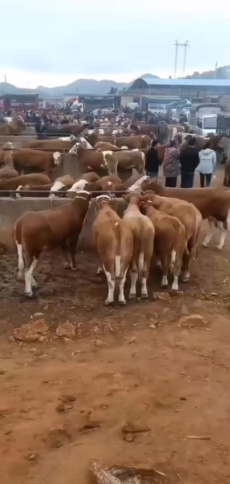 西门塔耳牛