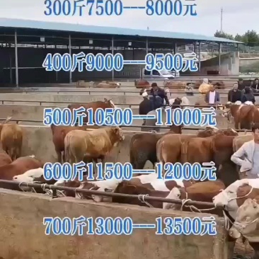 西门塔耳牛