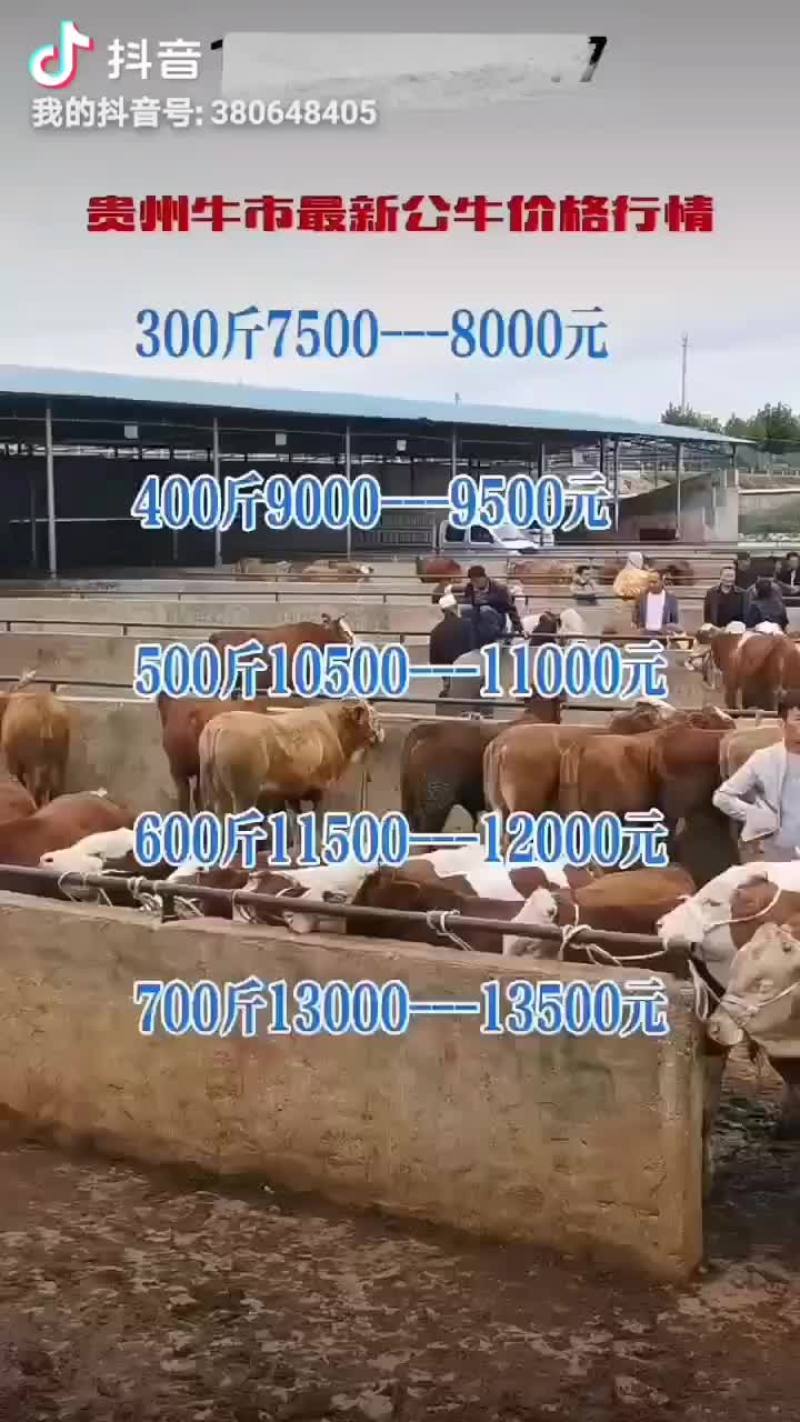 西门塔耳牛