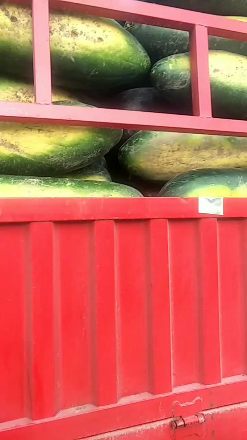 冬瓜
