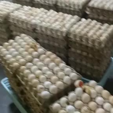 毛蛋