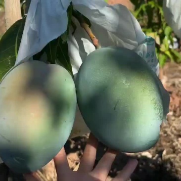 凯特芒果