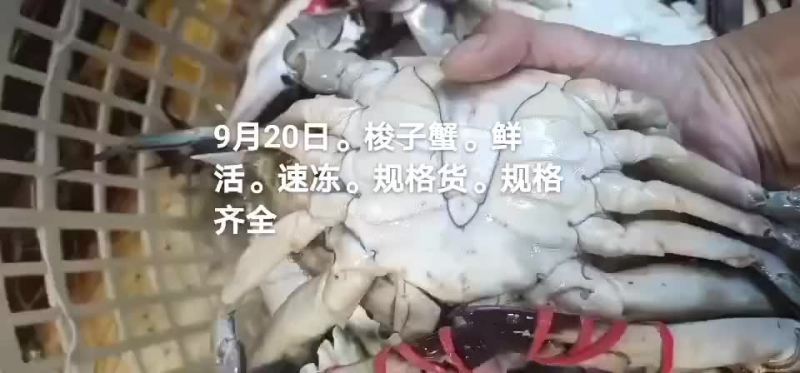 梭子蟹