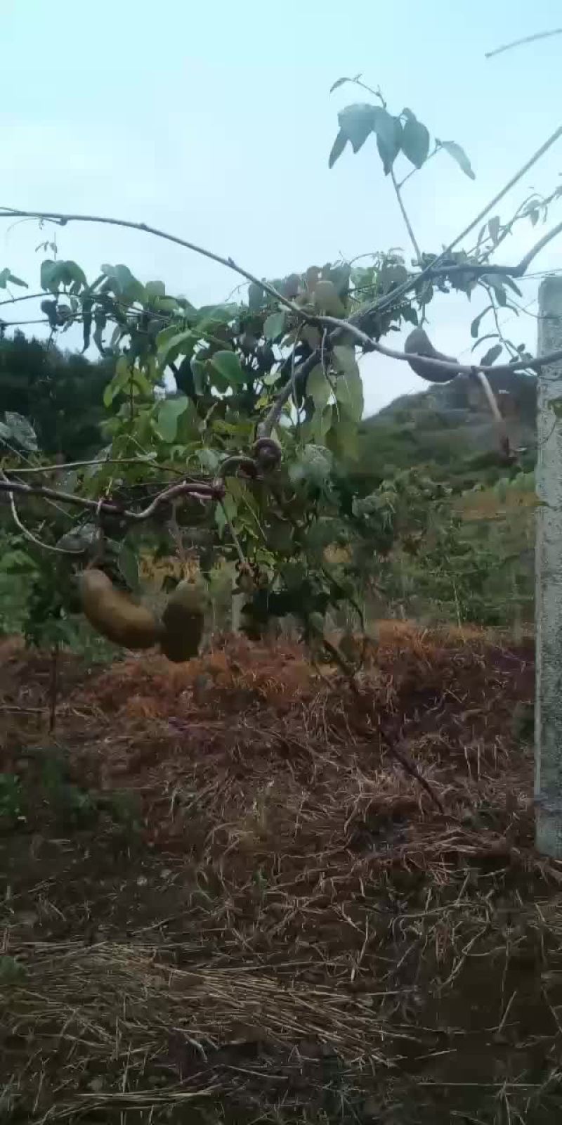 湘西高山八月瓜